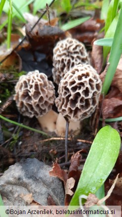 Morchella esculenta