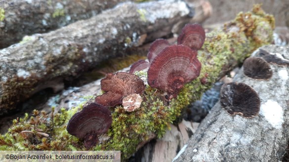 Daedaleopsis tricolor