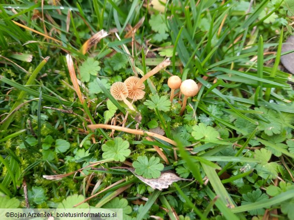 Galerina graminea