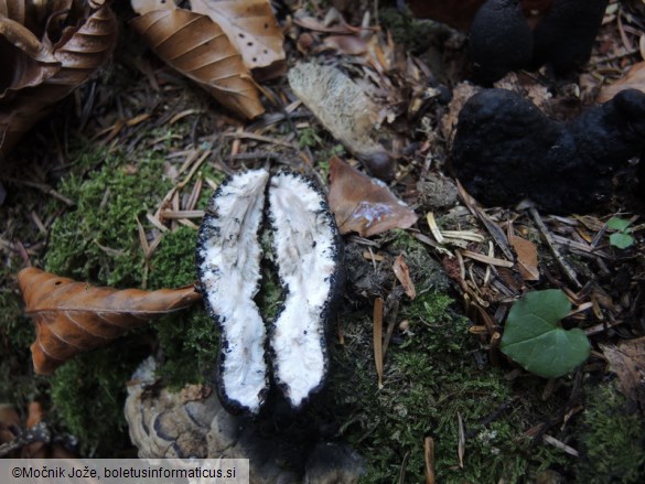 Xylaria polymorpha