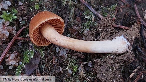 Cortinarius orellanus