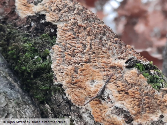 Radulomyces molaris