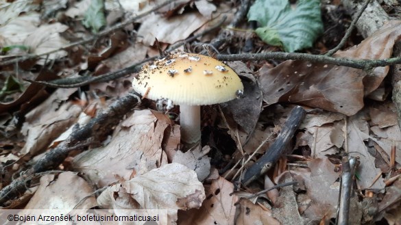 Amanita gemmata