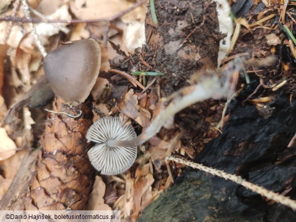 Mycena strobilicola