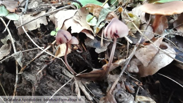 Mycena haematopus