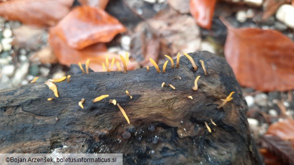 Calocera cornea