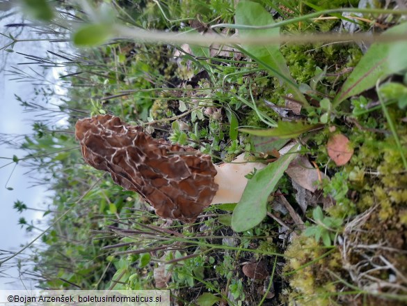 Morchella esculenta