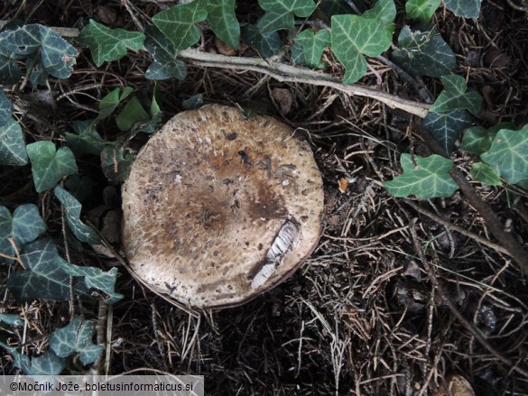 Agaricus langei