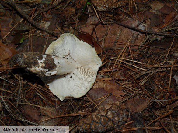 Tricholoma arvernense