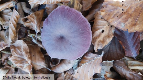 Laccaria amethystina