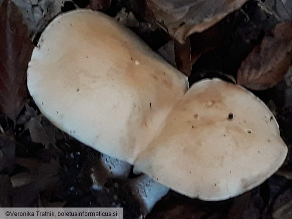 Hebeloma sinapizans