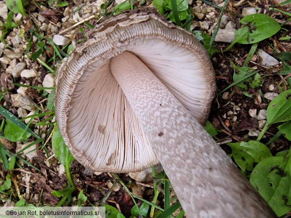 Amanita ceciliae