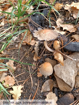 Coprinellus xanthothrix