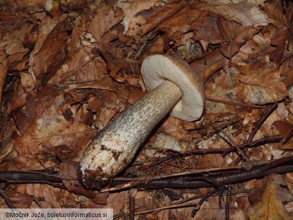 Leccinum scabrum