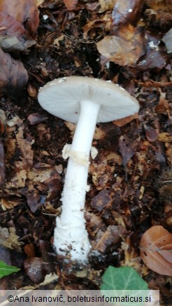 Amanita pantherina