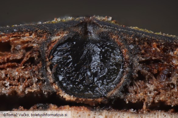 Massaria conspurcata