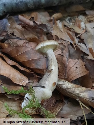 Ampulloclitocybe clavipes