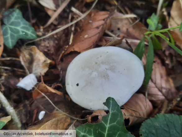 Clitopilus prunulus