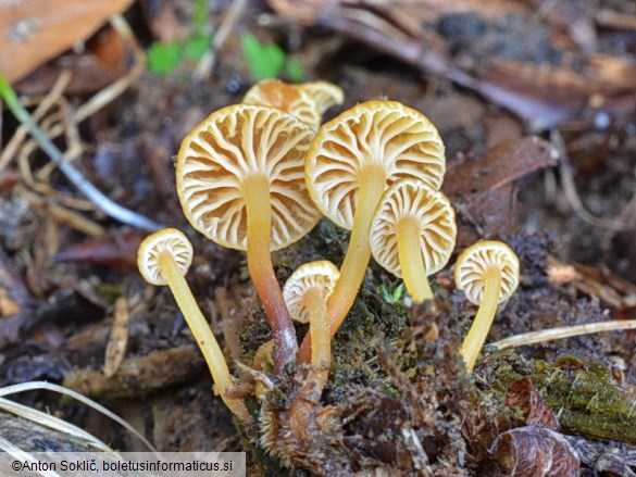 Xeromphalina campanella