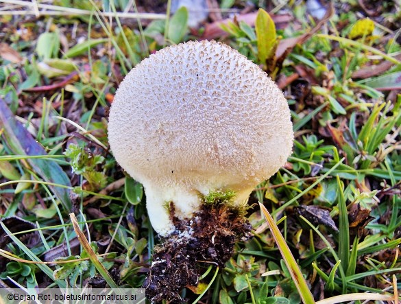 Lycoperdon frigidum