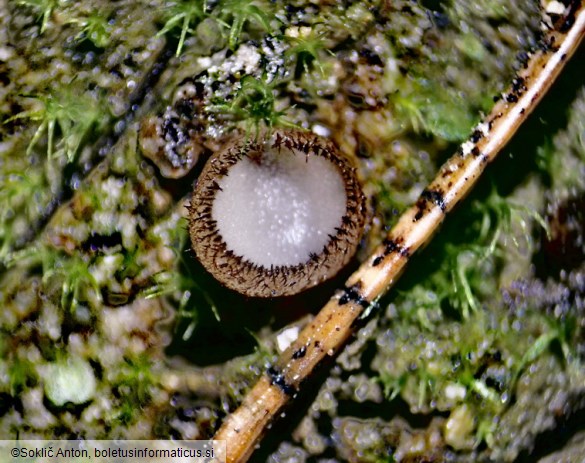 Trichophaea gregaria