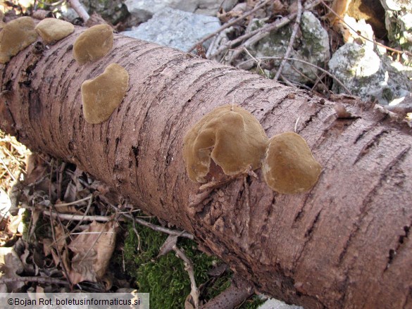 Phellinus pomaceus