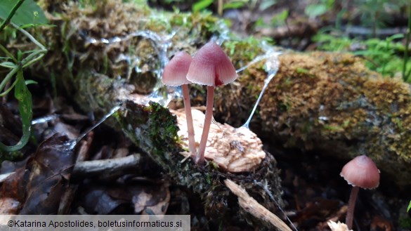 Mycena haematopus