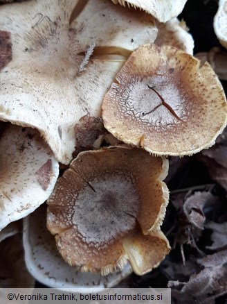 Armillaria ostoyae