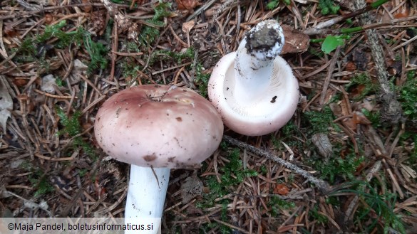 Russula vesca