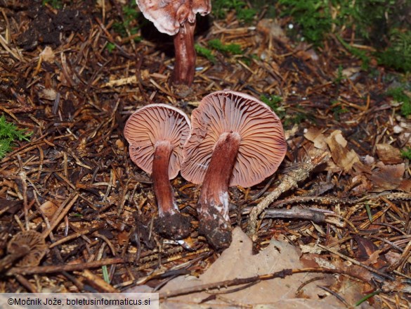 Hygrophorus capreolarius