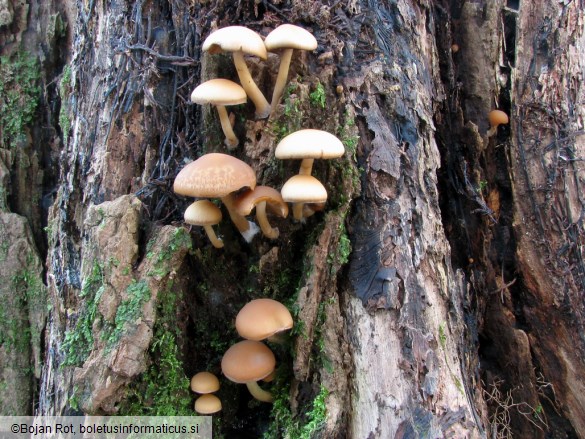 Psathyrella piluliformis