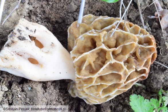 Morchella esculenta