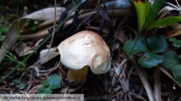 Tricholoma bufonium