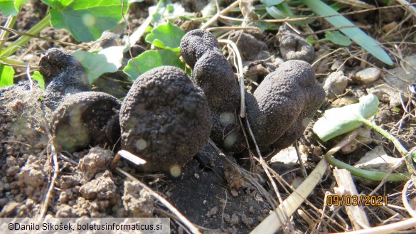 Xylaria polymorpha