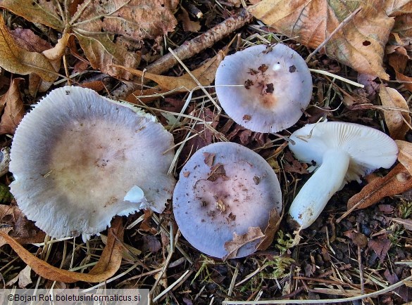 Russula grisea