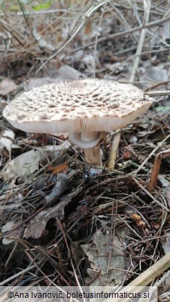 Chlorophyllum olivieri