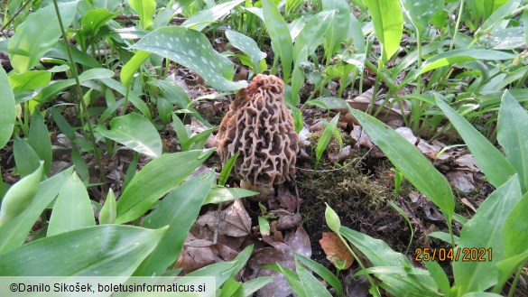 Morchella vulgaris