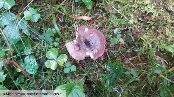 Russula queletii