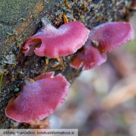 Panellus violaceofulvus