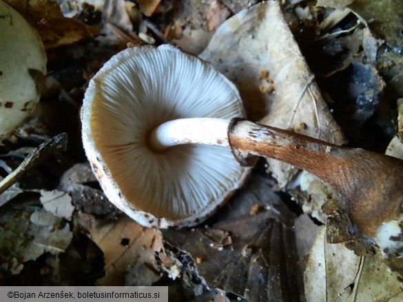 Leucoagaricus badhamii