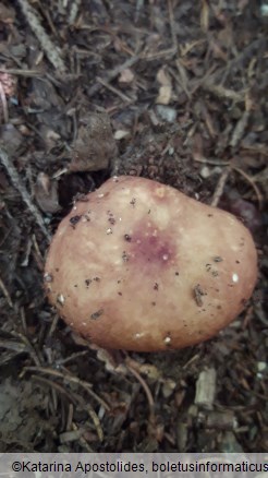 Russula integra