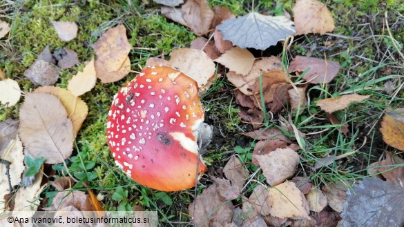 Amanita muscaria