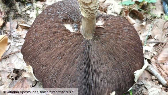 Agaricus augustus