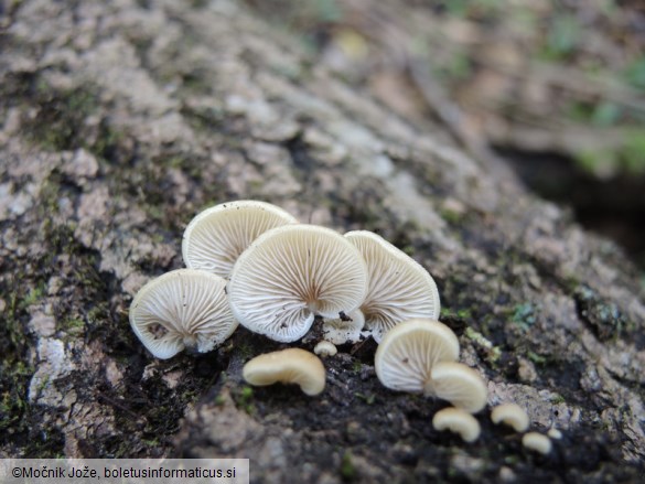 Crepidotus mollis