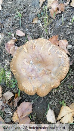 Paxillus involutus