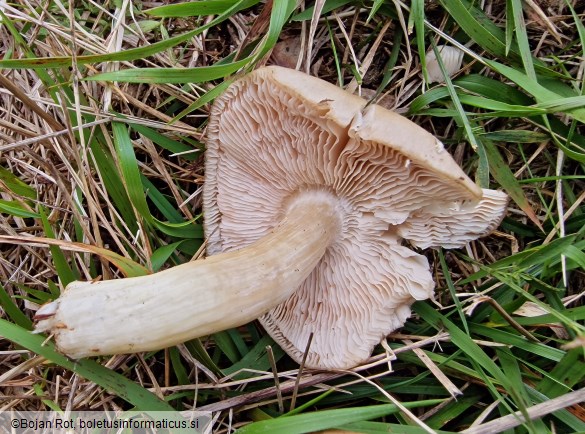 Entoloma prunuloides
