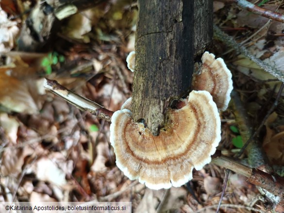 Trametes ochracea