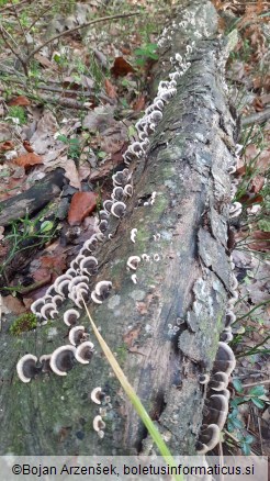 Trametes versicolor