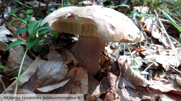 Boletus reticulatus