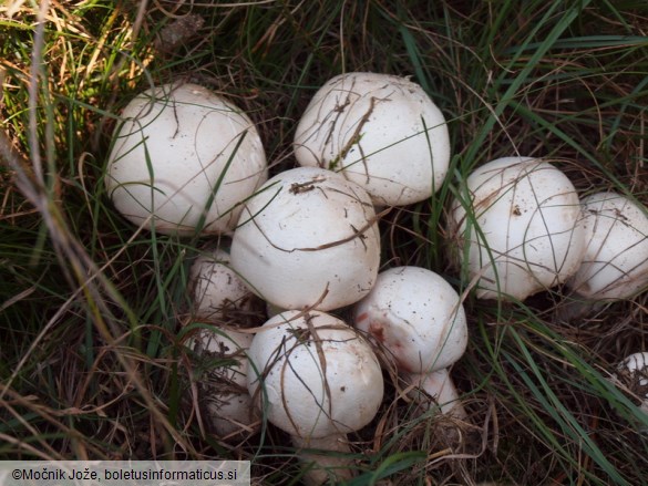 Agaricus benesii